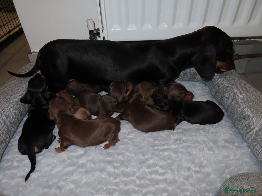 Dachshund dogs for sale: Dachshunds - Image 1