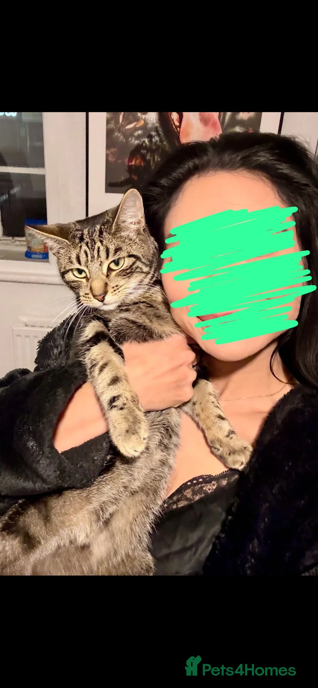 British Shorthair cats for sale: The most loving and affectionate baby  - Advert 10