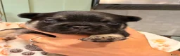 French Bulldog dogs for sale: Frenchie Pups for sale  - Advert 25