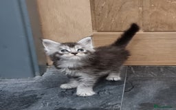 Maine Coon cats for sale: Pedigree GCCF Maine Coon Kittens for sale  - Image 16