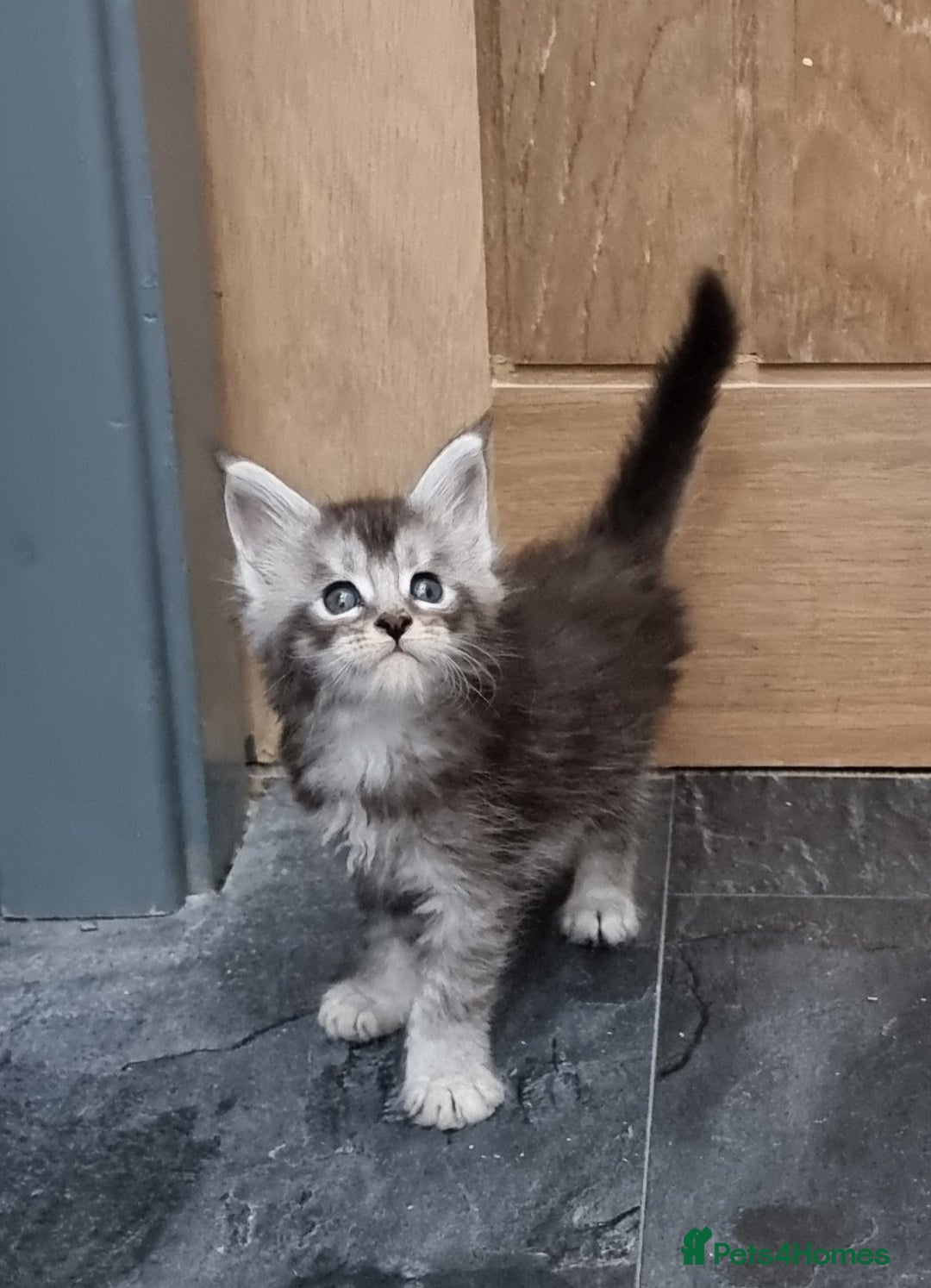 Maine Coon cats for sale: Pedigree GCCF Maine Coon Kittens for sale  - Image 16