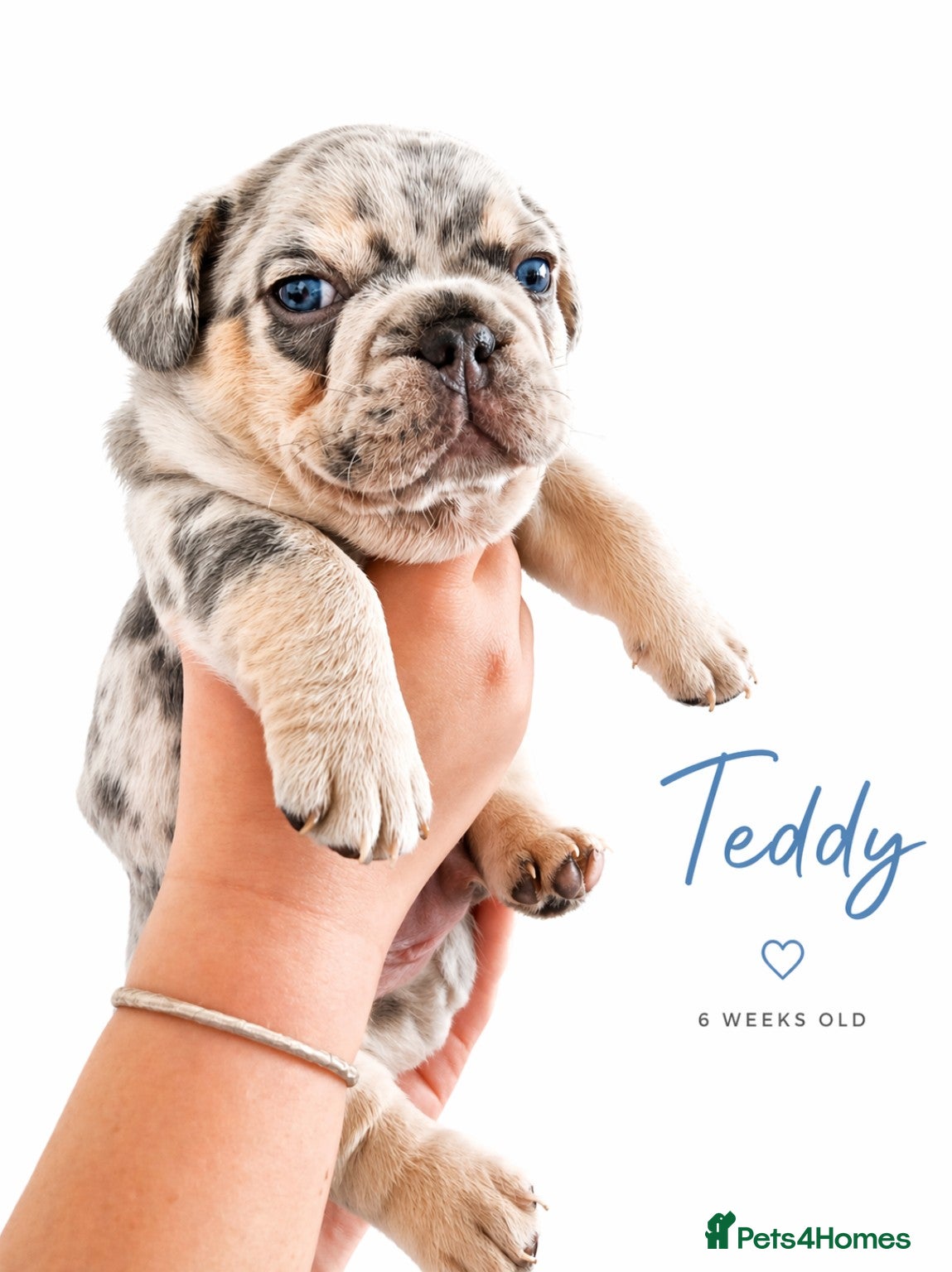 French Bulldog dogs Stunning little of French Bulldog puppies  - Advert 4