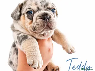 French Bulldog dogs Stunning little of French Bulldog puppies - Advert 4