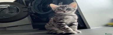 Savannah Kitten 1