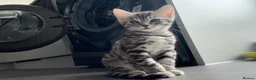 Savannah cats for sale: LAST BOY kitten left ! - Advert 37