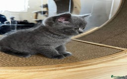 Scottish Fold cats for sale: Scottish Straight, Blue.  - Image 4