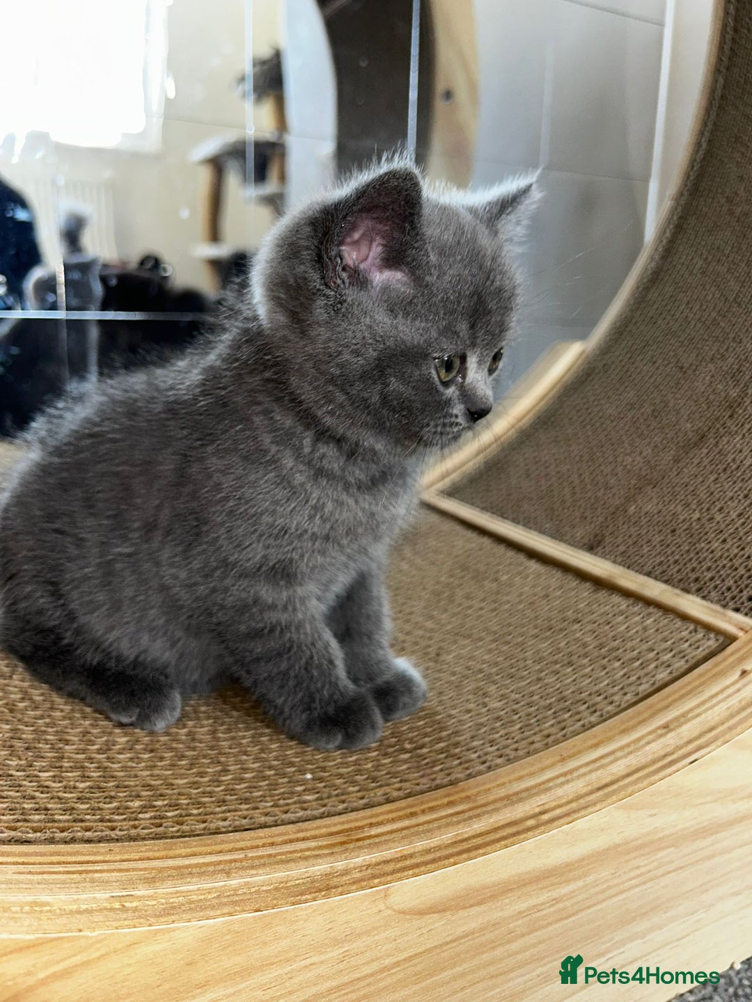 Scottish Fold cats for sale: Scottish Straight, Blue.  - Image 4