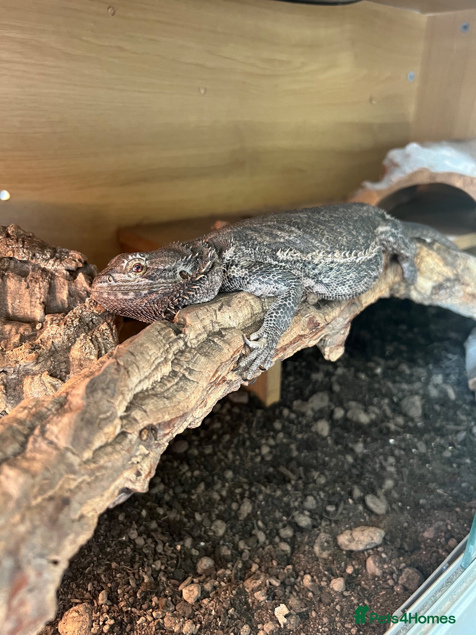Bearded Dragon reptiles FEMALE BEARDED DRAGON WITH VIVARIUM  - Advert 1