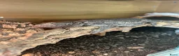 Bearded Dragon reptiles for sale: FEMALE BEARDED DRAGON WITH VIVARIUM  - Advert 1