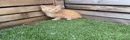 Mixed Breed cats for sale: 5 beautiful kittens - ready to leave now  - Advert 12