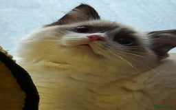 Ragdoll cats for sale: 💙🩷GCCF RAGDOLL KITTENS M&F 14WKS AWARD WINS 🥇 - Image 35