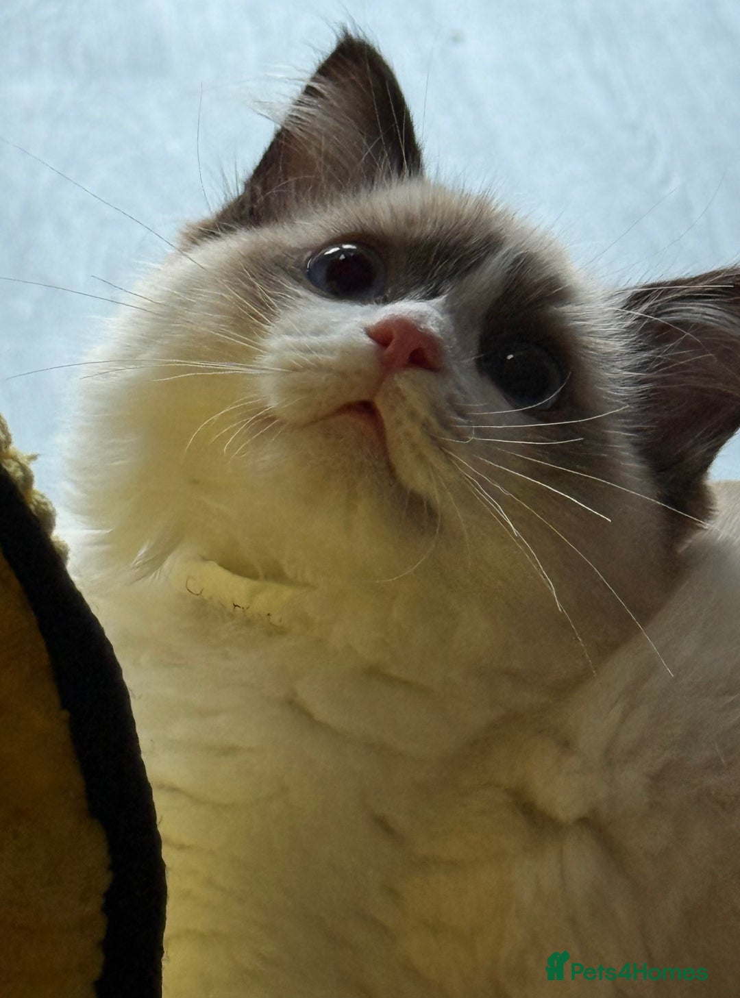 Ragdoll cats for sale: 💙🩷GCCF RAGDOLL KITTENS M&F 14WKS AWARD WINS 🥇 - Image 35