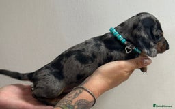 Miniature Dachshund dogs for sale: Beautiful smooth haired miniature dachshunds - Image 11