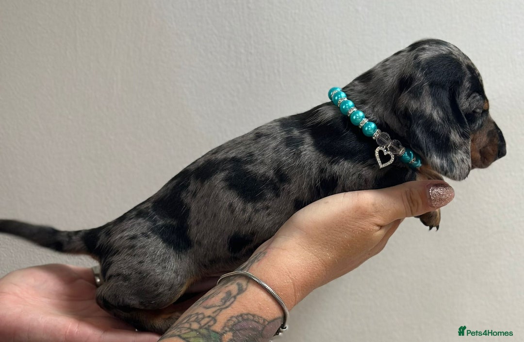 Miniature Dachshund dogs for sale: Beautiful smooth haired miniature dachshunds - Image 11