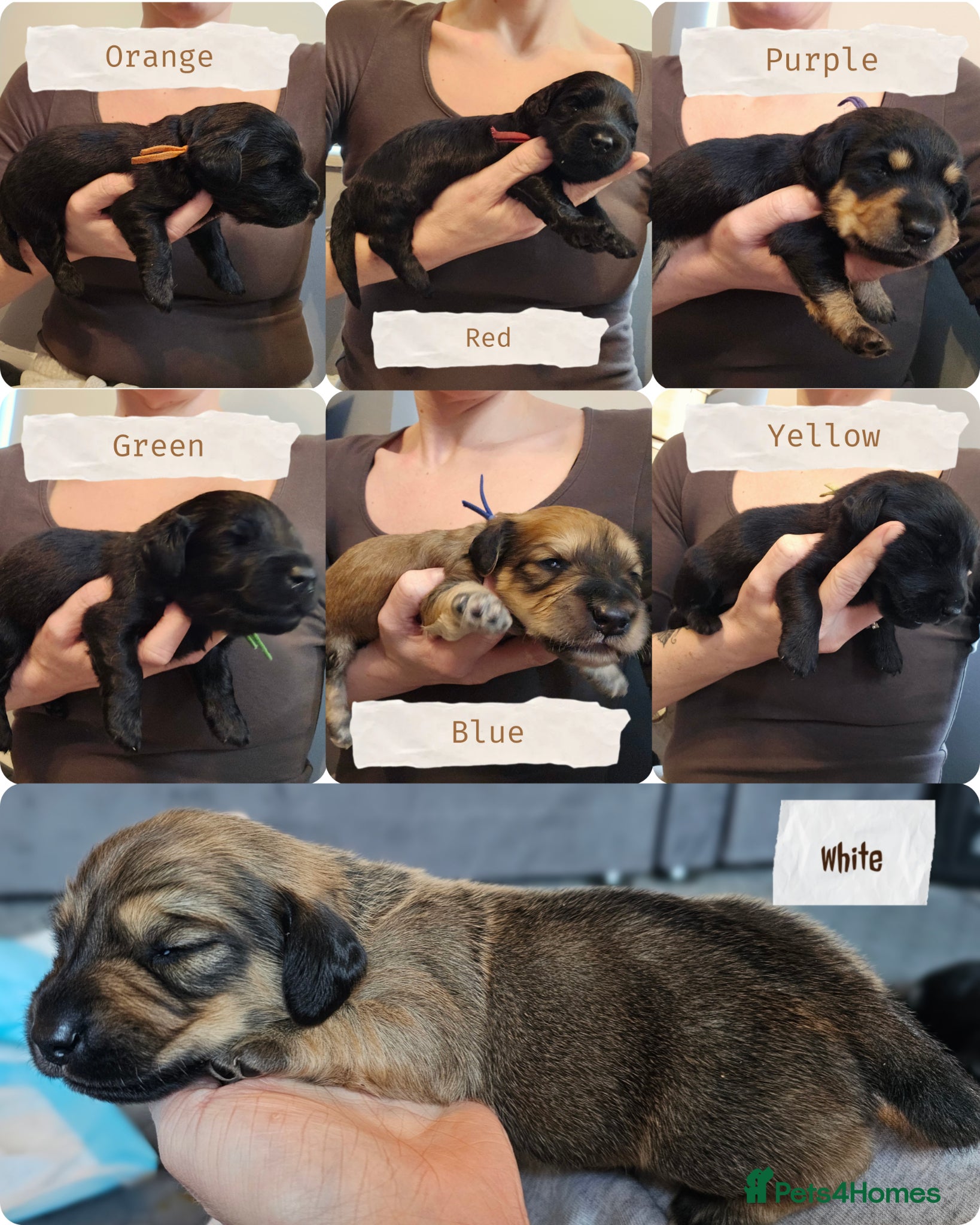 Mixed Breed dogs Labradoodle x Dachshund - Advert 1