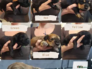 Mixed Breed dogs Labradoodle x Dachshund - Advert 1