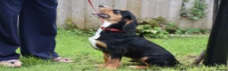 Cocker Spaniel dogs for sale: 5 Months Old Male Working Cocker KC Reg - Advert 11