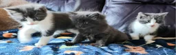 Mixed Breed cats for sale: Beautiful Plush, Fluffy Kittens - RAGBRITS CROSS - Advert 25