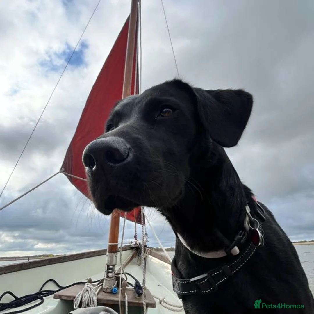 Labrador Retriever dogs for sale: Incredible pedigree working or pet - Advert 21