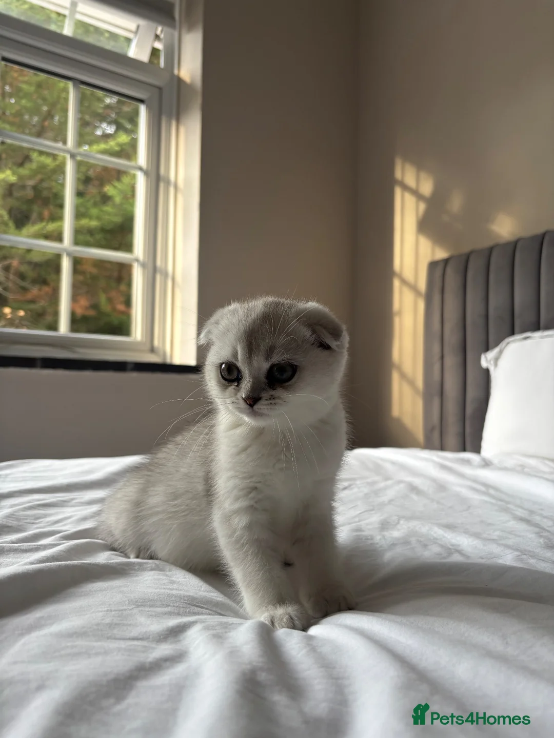 Scottish Fold cats for sale: Pure Scottish Fold Kitten  - Advert 2