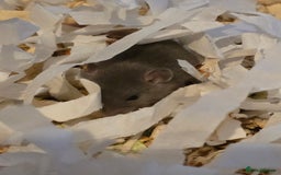 Rat rodents for sale: Male and female rats for sale - Image 3