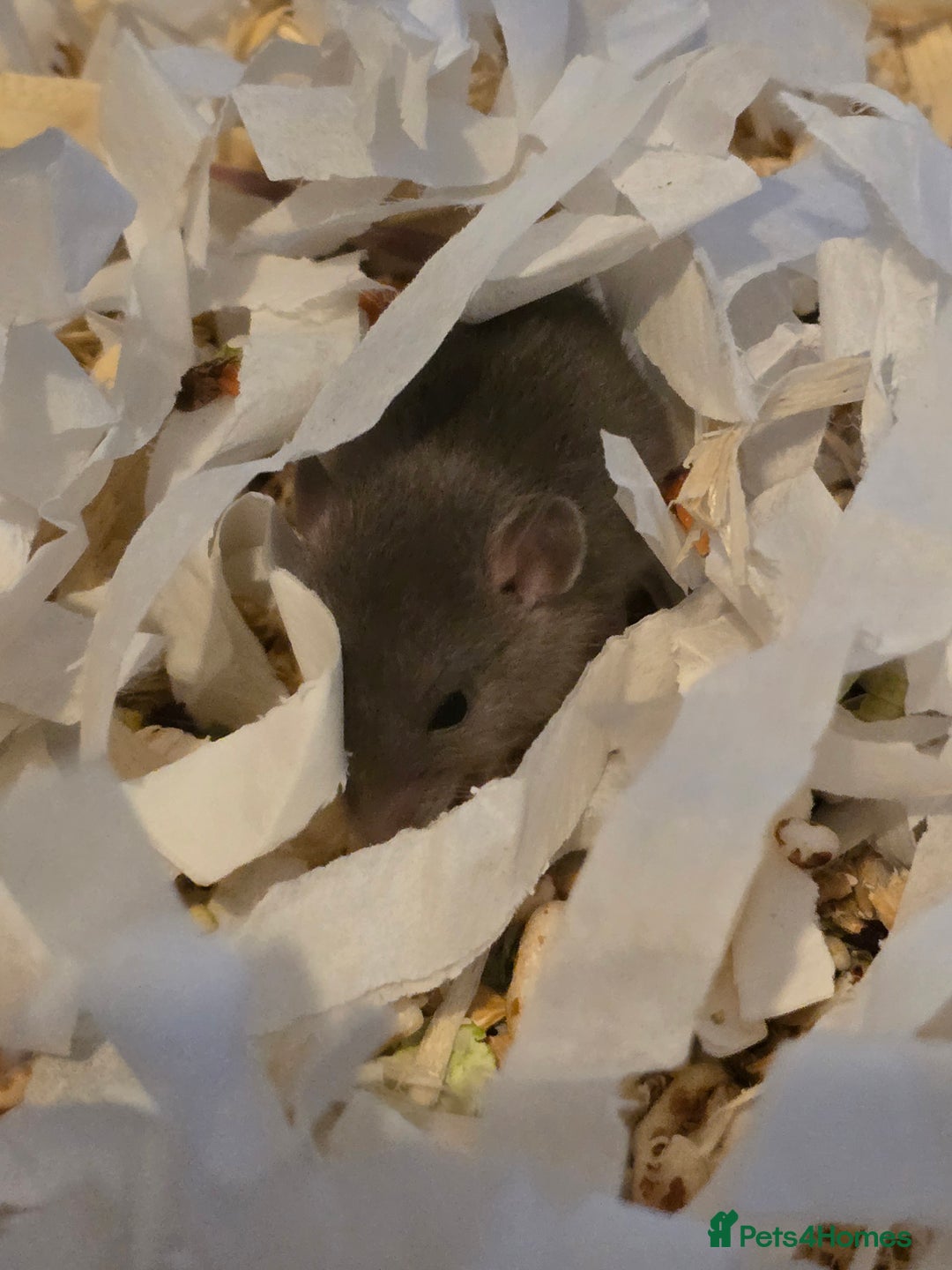 Rat rodents for sale: Male and female rats for sale - Image 3