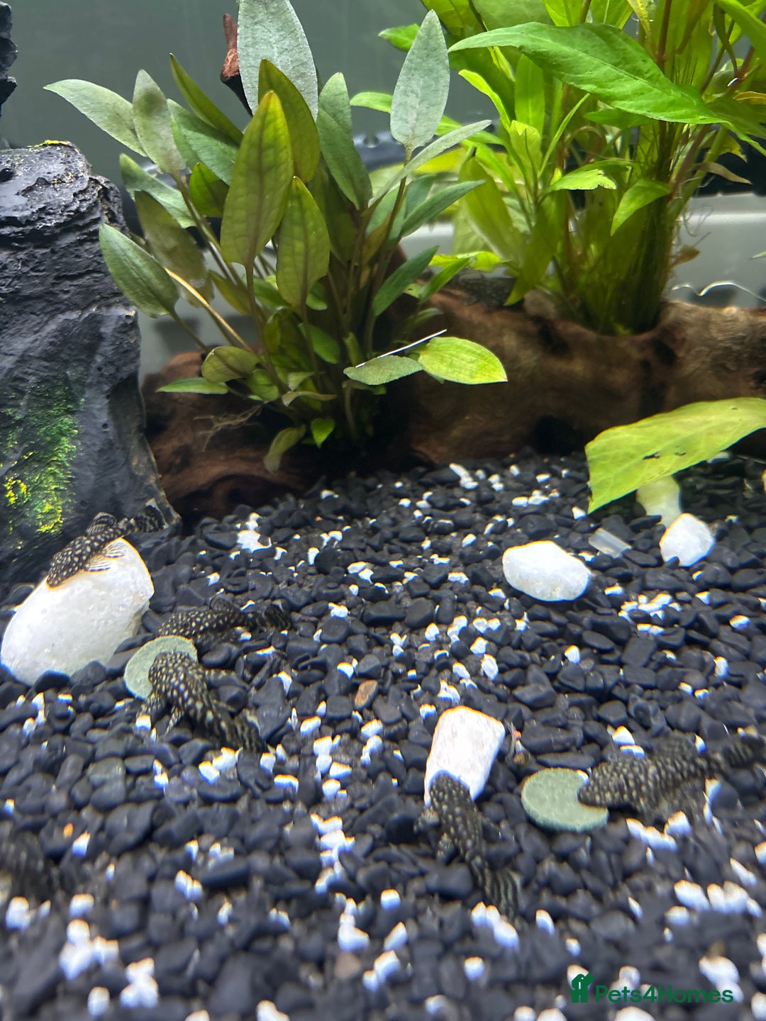 Plecos fish for sale: Bristle Nose Plecs  - Image 2
