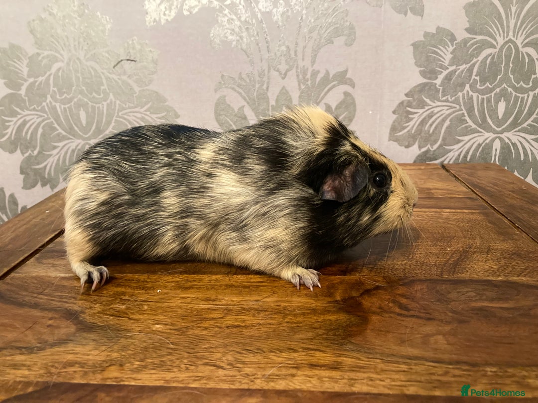 Guinea Pig rodents for sale: FEMALE Guinea pigs  - Advert 9