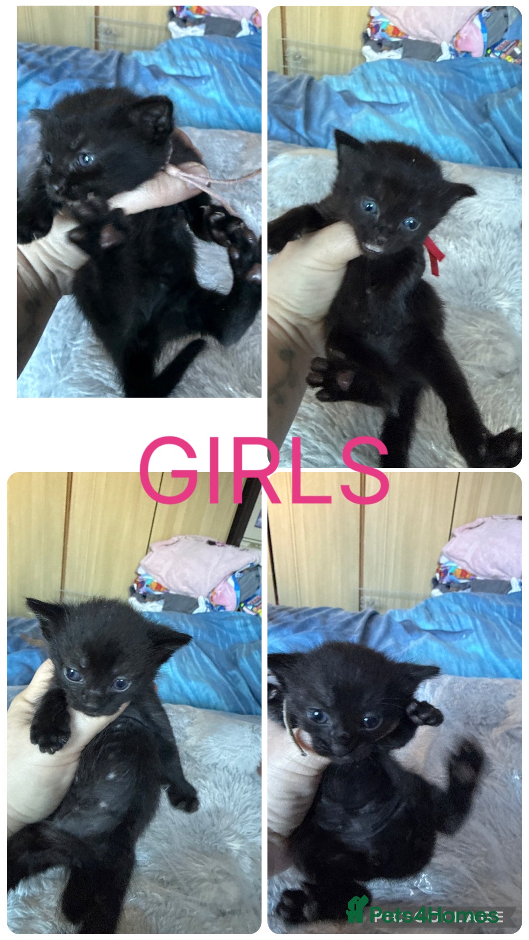 Mixed Breed cats 8 beautiful kittens - Advert 18