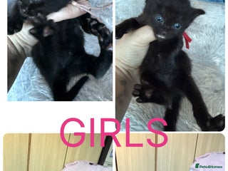 Mixed Breed cats 8 beautiful kittens - Advert 18