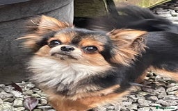 Chihuahua dogs for sale: Tiny Tiny chihuahuas puppy  - Image 1