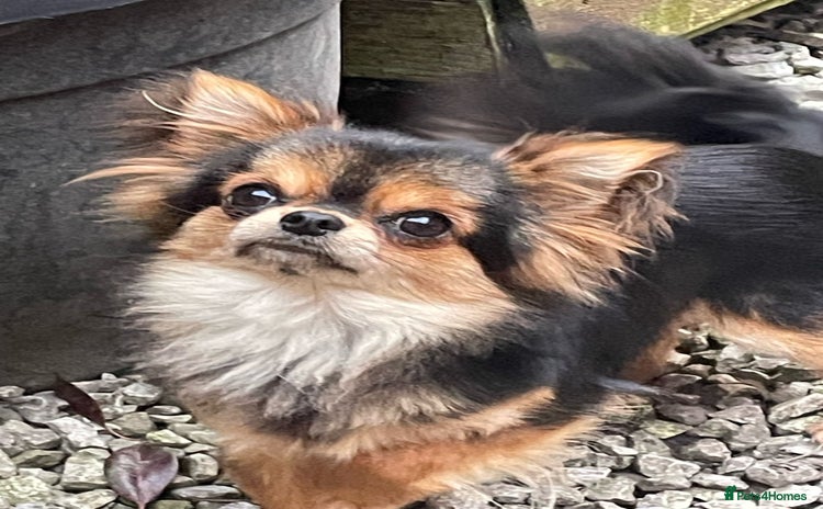 Chihuahua dogs - Advert 2