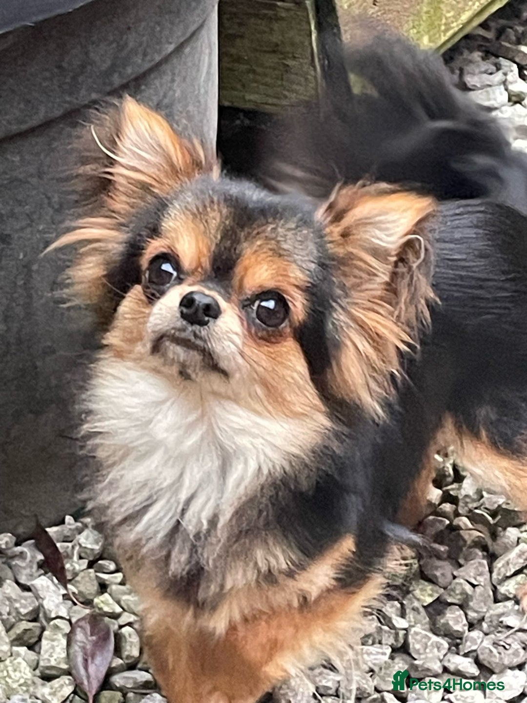 Chihuahua dogs for sale: Tiny Tiny chihuahuas puppy  - Image 1