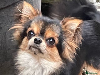 Chihuahua dogs - Advert 13