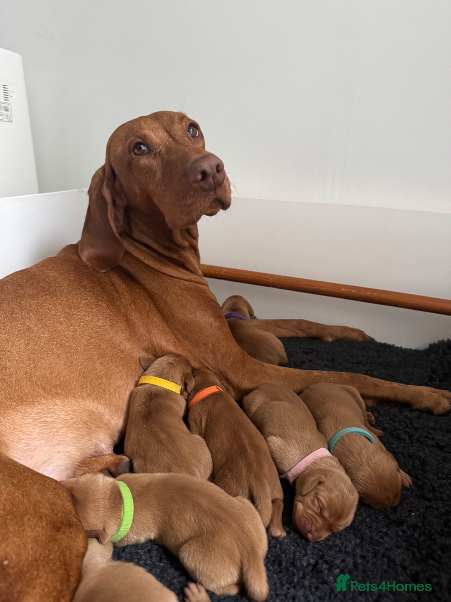 Hungarian Vizsla dogs Exceptional KC Reg Puppies - 5* Licenced Breeder - Advert 16