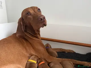 Hungarian Vizsla dogs Exceptional KC Reg Puppies - 5* Licenced Breeder - Advert 1