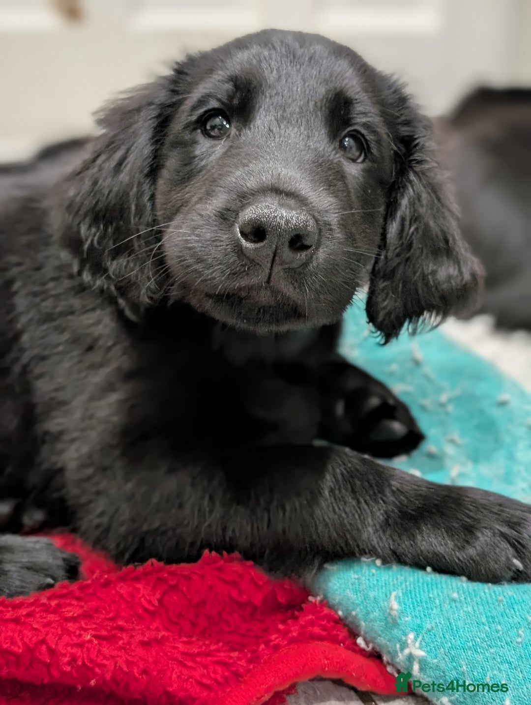 Flat coated Retriever dogs for sale: READY NOW Flat Coated Retriever Puppies - Image 17