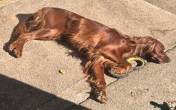 Irish Setter dogs for stud: WELL PROVEN Irish Setter for Stud in Carlisle - Image 8