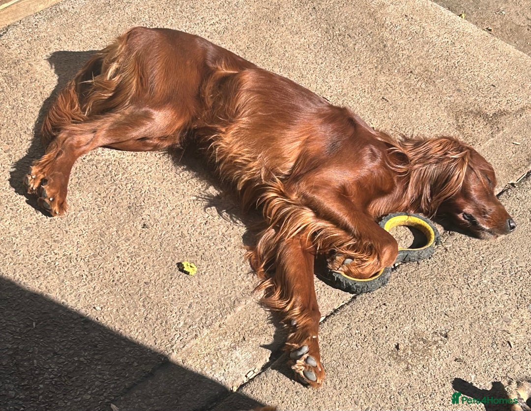 Irish Setter dogs for stud: WELL PROVEN Irish Setter for Stud in Carlisle - Image 8
