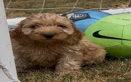 Cockapoo dogs for sale: Beautiful Cockapoo’s ready now  - Image 9