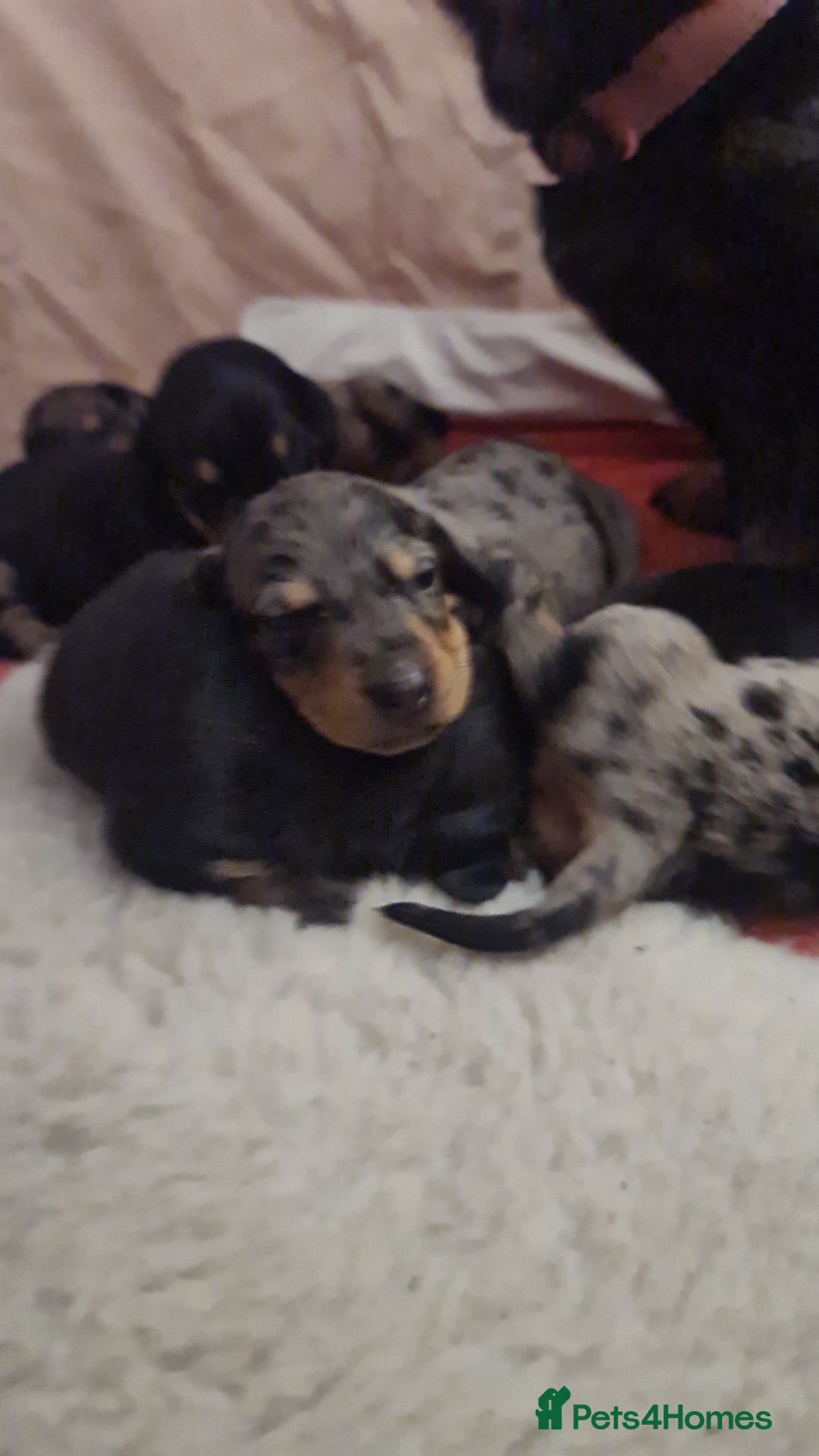 Dachshund dogs for sale: Dachshund dapple and black/tan puppies - Advert 5
