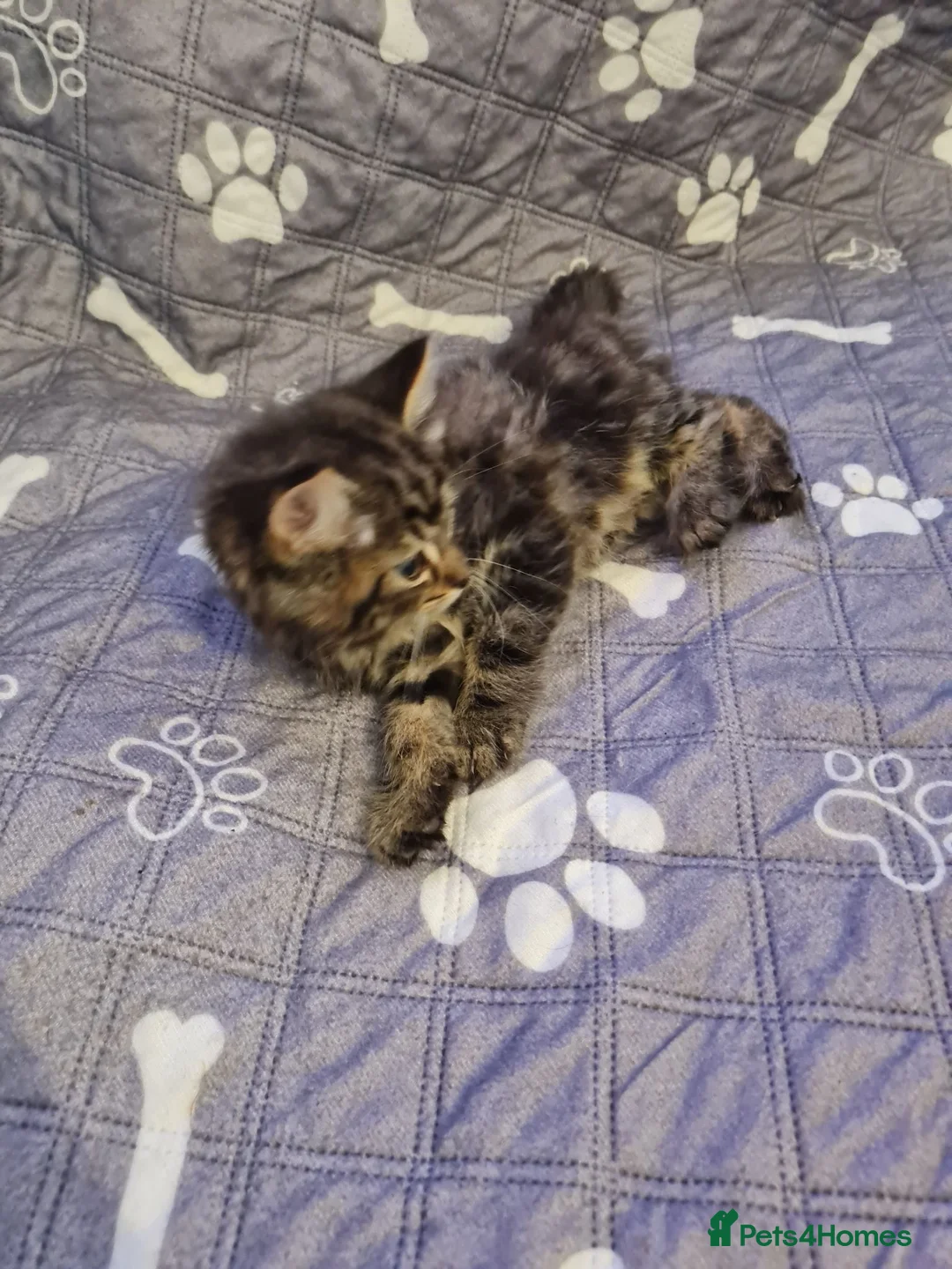 Mixed Breed cats for sale: Gorgeous kittens 2 long hair and 1 short  - Advert 21