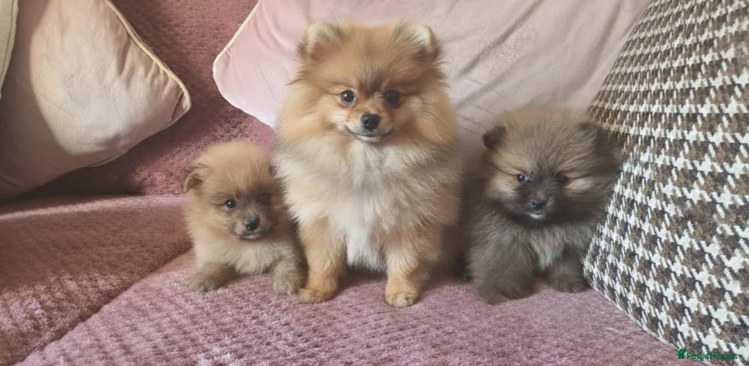 Pomeranian dogs for sale: TINY POM PUPPIES EXTENSIVELY HEALTH CHECKED in Manchester - Advert 7