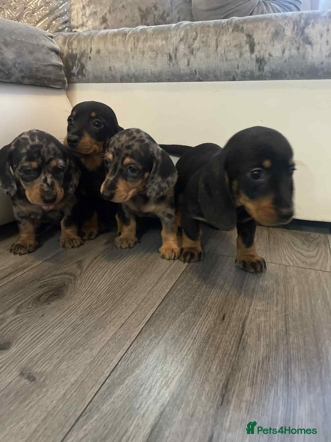 Dachshund dogs for sale: Dachshund  - Image 12