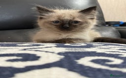Ragdoll cats for sale: 2 stunning seal point ragdoll boys  - Image 14