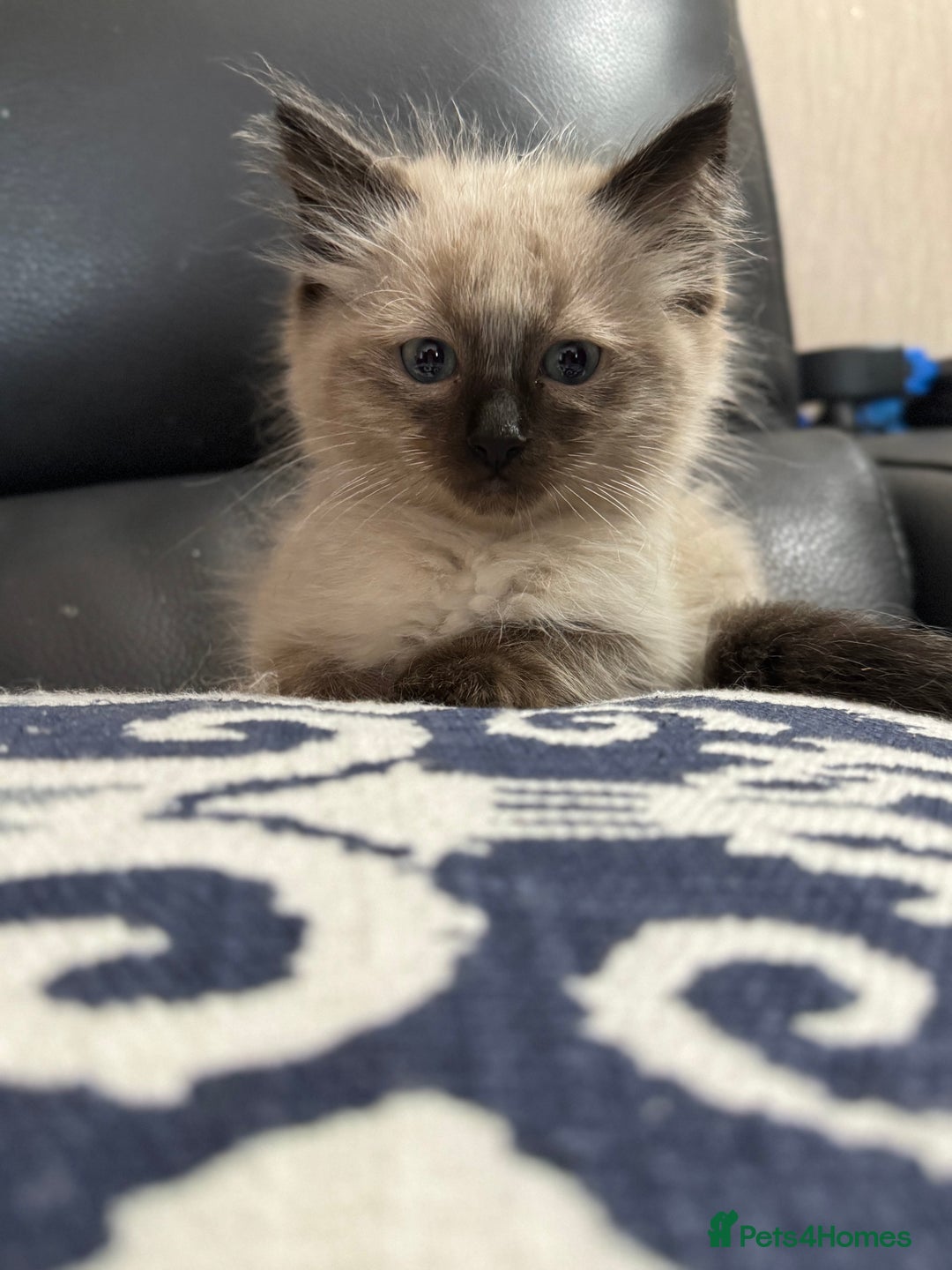 Ragdoll cats for sale: 2 stunning seal point ragdoll boys  - Image 14