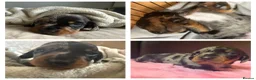 Miniature Dachshund dogs for sale: Miniature dachshund pups - Advert 2