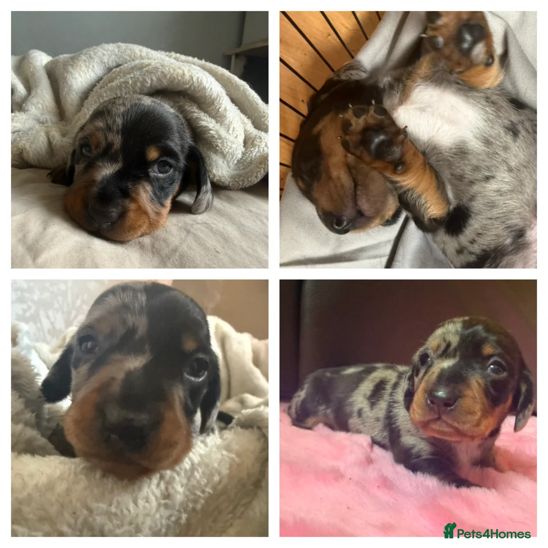 Miniature Dachshund dogs for sale: Miniature dachshund pups - Advert 2