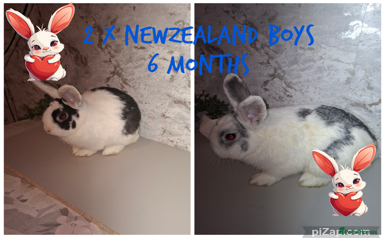 Mixed Breed rabbits - Advert 5