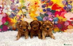 Cockapoo dogs for sale: ⭐️F2B Hypoallergenic DNA CLEAR Red Mini Cockapoos - Image 5